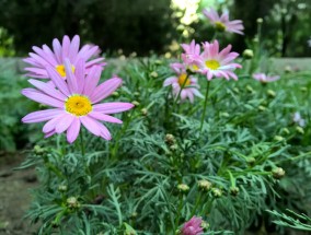 清代花卉铜盘与花卉施肥的智慧清代花卉铜盘	什么花卉不能用肥料养